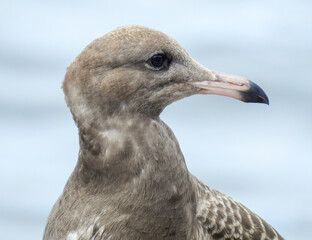 seagull