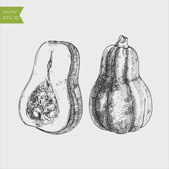 Black and white engraved butternut squash. Vector illustration - obrazy, fototapety, plakaty