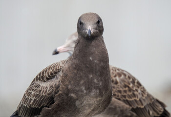 seagull