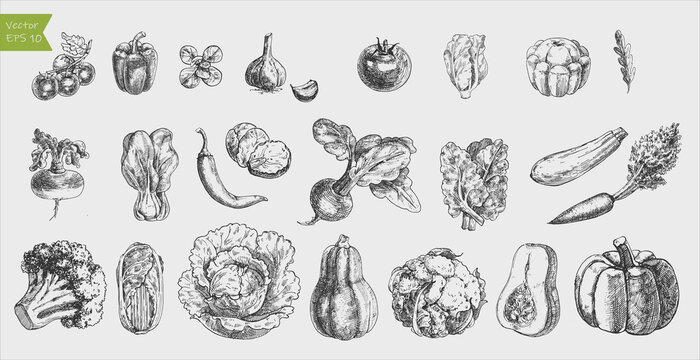 Black and white engraved vegetables. Vector illustration