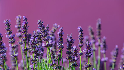Blooming lavender flowers.