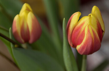 Naklejka premium Tulpe