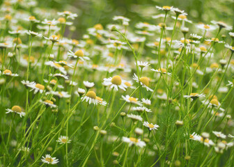 White camomile (chamomile) flowers on green meadow. Field of flowers in summer. Natural flowers...
