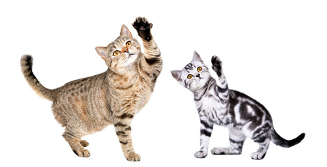 Playful cat and kittens Scottish Straight standing together with raised paws isolated on white background
