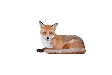 Obraz premium fox lies isolated on white background