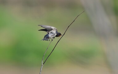 A swallow stands on a branch and rests by the canal. Swallows in their natural habitat