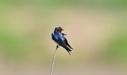 A swallow stands on a branch and rests by the canal. Swallows in their natural habitat