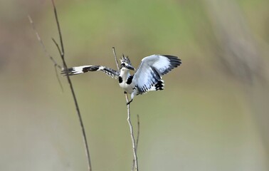 Pied Kingfisher black long pointed mouth The head has a short crest, black eye stripes, white eyebrows, black and white hair alternately striped. When flying, the wings have large white stripes.