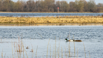 Sunny day on a calm river with birds in springtime. Beauty of tranquil ecology environment.