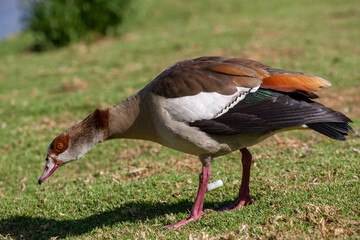 Obraz premium Egyptian goose