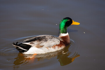 duck in the water