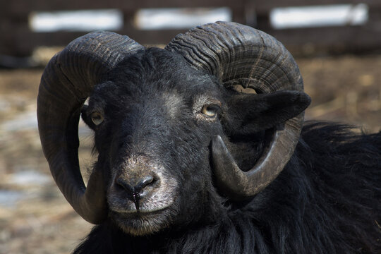 Portrait of an adult ram with twisted horns. The color of the sheep's wool is black.