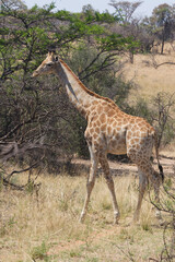 Giraffe