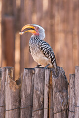 Southern yellow-billed hornbill 