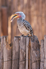 Obraz premium Southern yellow-billed hornbill 