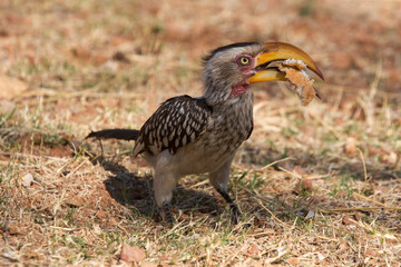 Southern yellow-billed hornbill 