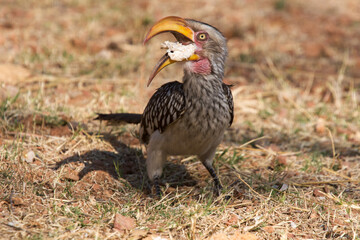 Southern yellow-billed hornbill 