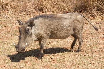 warthog