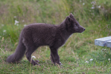 An arctic fox cub with summer colored fur