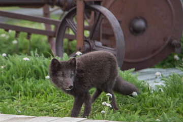 Fototapeta premium An arctic fox cub with summer colored fur