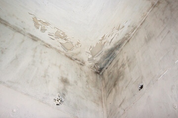 Fungal mold on an interior wall creating health problems for the home owners. Molds can thrive on any organic matter including ceilings, walls and floors of homes with moisture management problems.