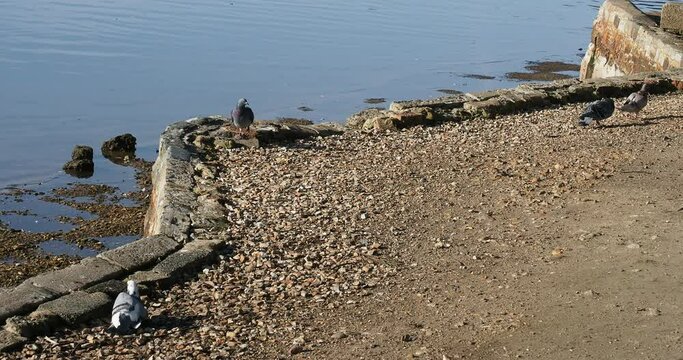 short full HD 4k video clip of pidgeons on gravel by a lake