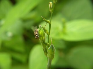 Flies perched on green leaf branches