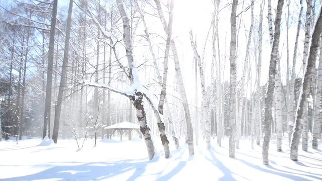 snow winter beautiful scenery 