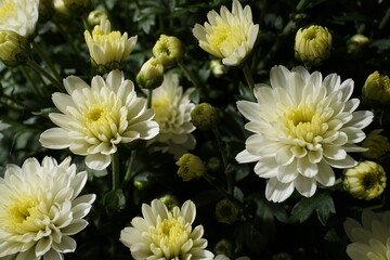 White flowers, Close up of white aster flowers.