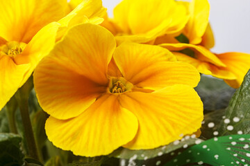 Bright yellow primrose (Primula vulgaris) close-up.