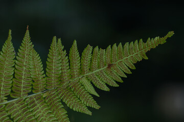 unique insects with blur & bokeh background
beautiful butterfly and dragonfly on blur background