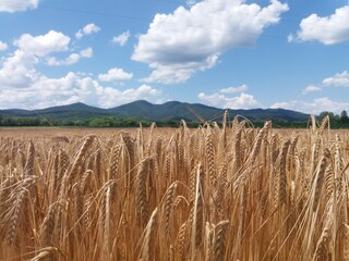 Wheat field with mountains and beautiful sky in background 