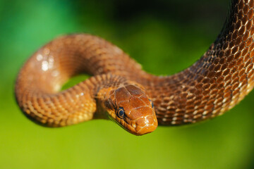 Aesculapian Snake, Zamenis longissimus, The San River Valley, Bieszczady, Poland.