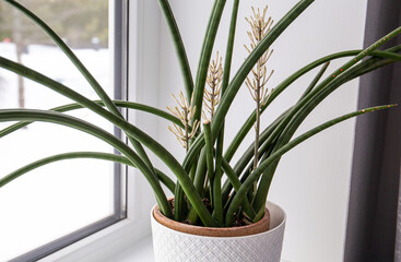 Dracaena angolensis, Sansevieria cylindrica also known as the cylindrical snake plant, African spear in full bloom on home window sill.