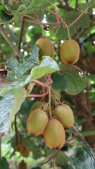 Close up from a beautiful kiwi tree in harvest time, ready to pick the brown and hairy fruits from the bush 