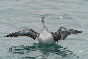 red throated loon in the sea