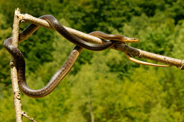 Aesculapian Snake, Zamenis longissimus, The San River Valley, Bieszczady, Poland.
