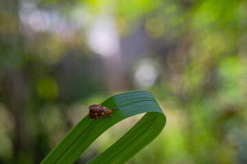 unique insects with blur & bokeh background
beautiful butterfly and dragonfly on blur background