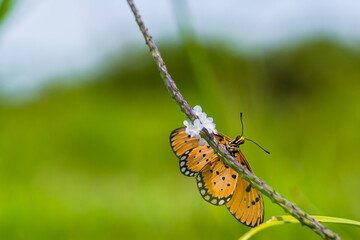 unique insects with blur & bokeh background
beautiful butterfly and dragonfly on blur background