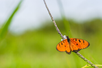 unique insects with blur & bokeh background
beautiful butterfly and dragonfly on blur background