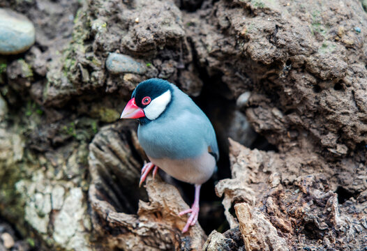 java sparrow or finch bird portrait on the tree