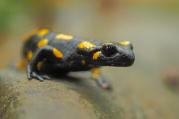 Fire Salamander on the rock, Salamandra salamandra.