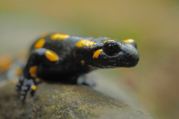 Fire Salamander on the rock, Salamandra salamandra.