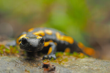 Fire Salamander on the rock, Salamandra salamandra.