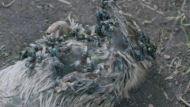Dead Rat being consumed by flies