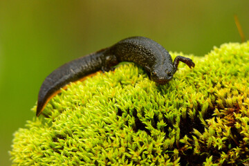 Great crested newt on the rock, Triturus cristatus, Bieszczady Mountains, Carpathians, Poland. - obrazy, fototapety, plakaty