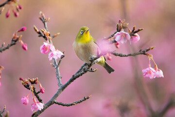 桜とメジロ