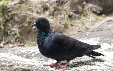 One Pigeon in the rocks of unakoti, tripura