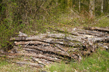 Cut down logs in woodland