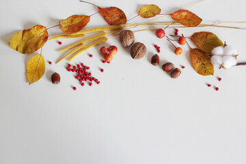 autumn leaves on a white